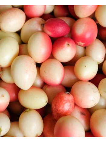 Karonda (Bengal Currant / Carissa carandas) – 1 kg