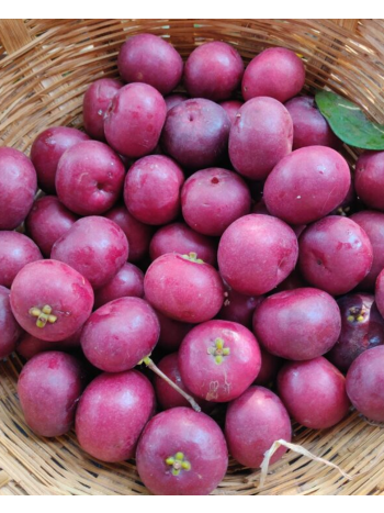 Kokum (Garcinia indica) – Dried Rinds (Agal/Amsul) – 1 kg